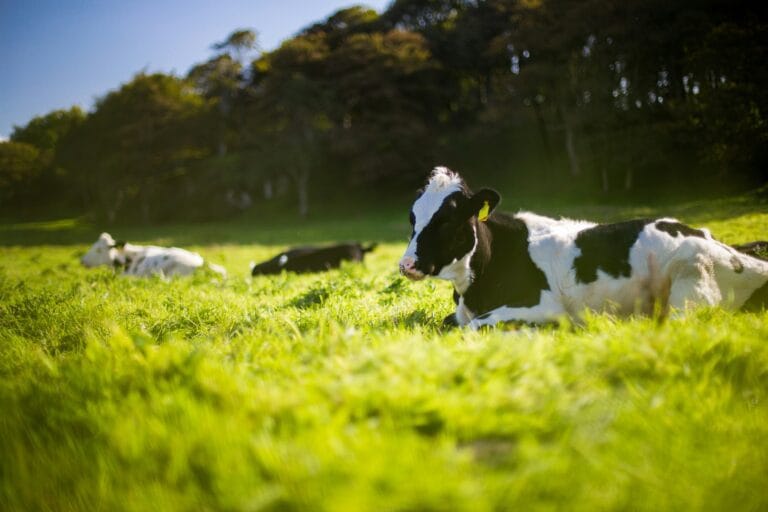 Vacas tumbadas en un prado.